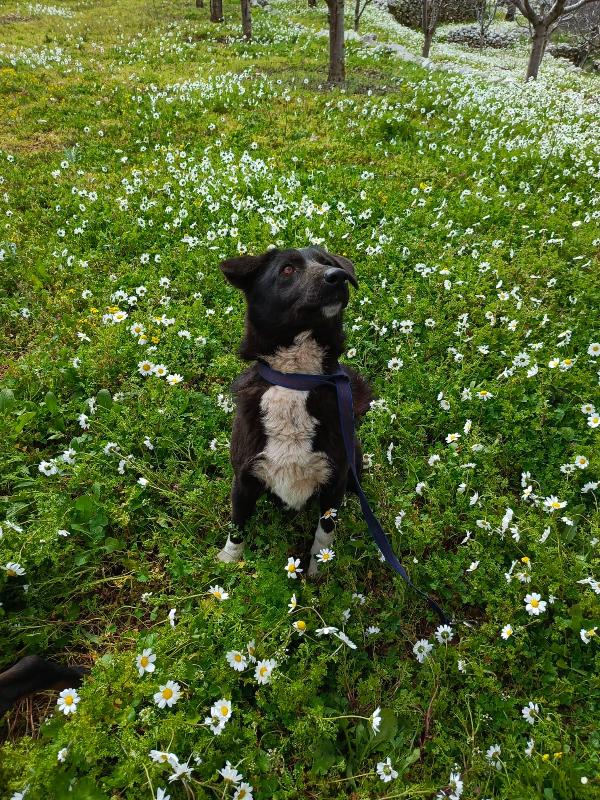 Windy, splendida simil Labrador Foto 10